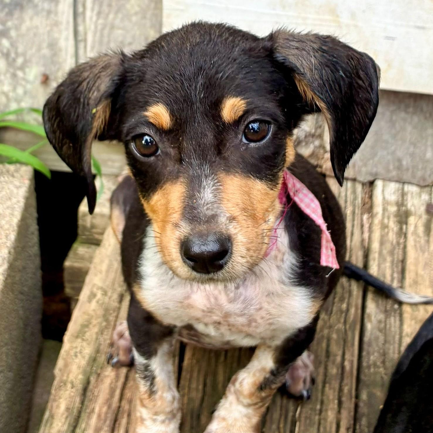 Enlarge Bette, a Adoptable mixed breed in Albany, NY image 4/4