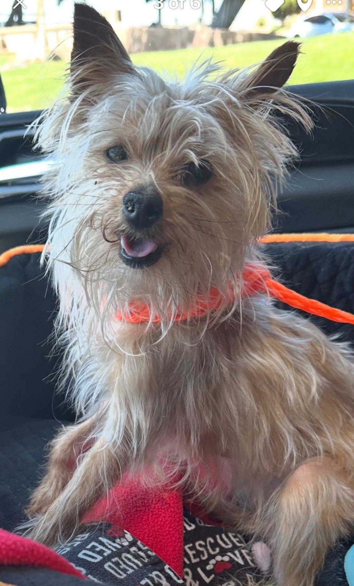 Enlarge Stormie, a Adoptable mixed breed in Henderson, NV image 1/4