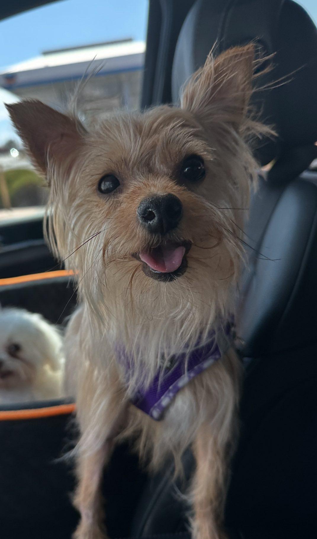 Enlarge Stormie, a Adoptable mixed breed in Henderson, NV image 3/4