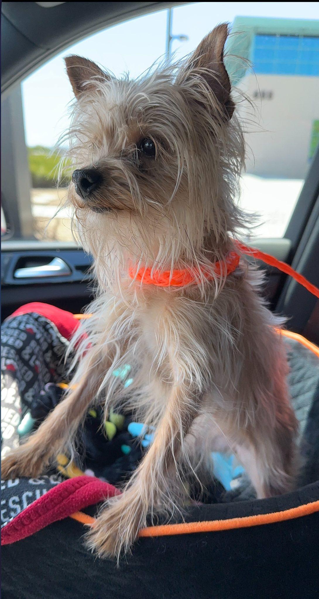 Enlarge Stormie, a Adoptable mixed breed in Henderson, NV image 4/4