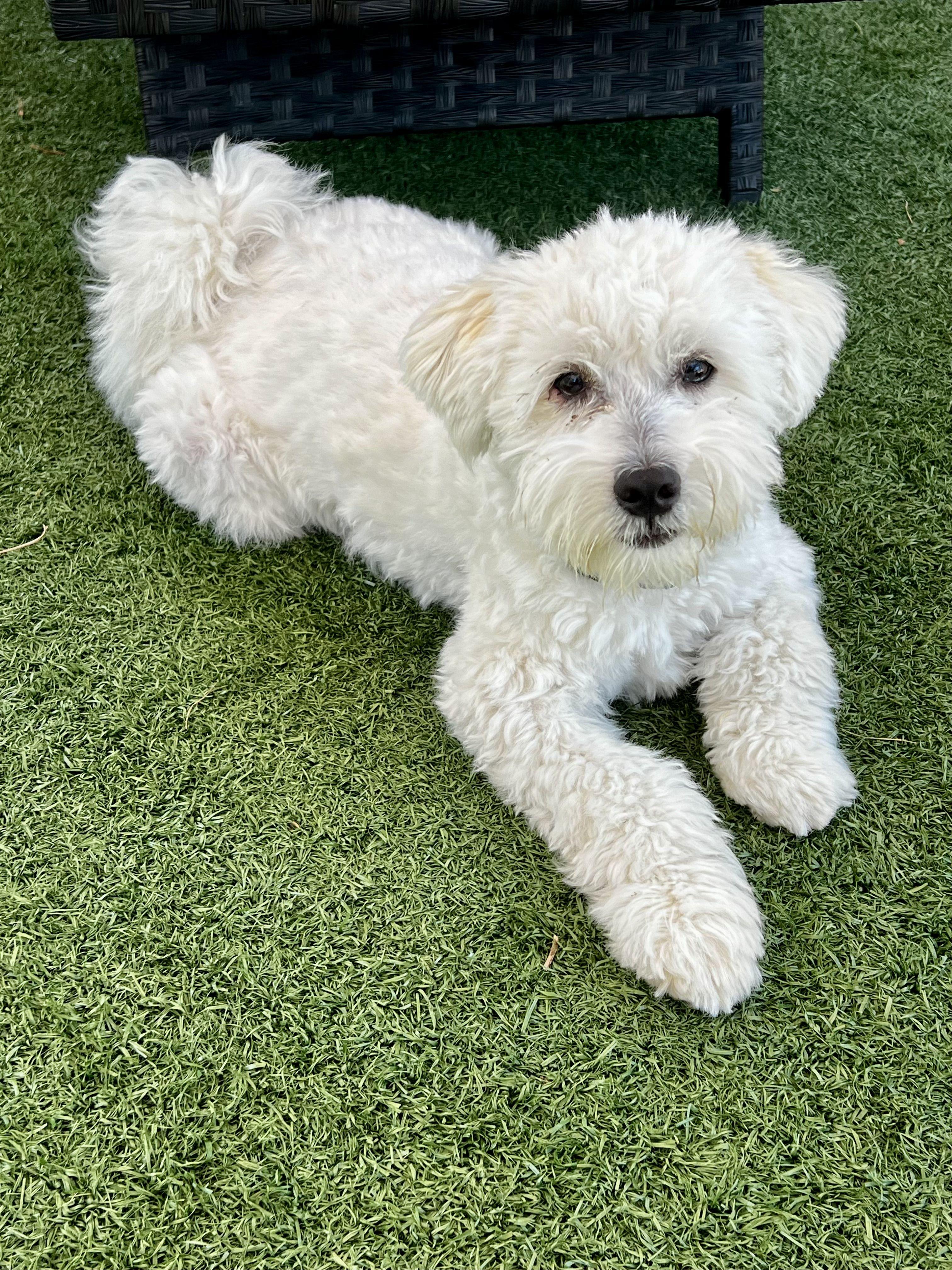 Vanilla -- please read description, adopted, Young Male Maltipoo & Miniature Schnauzer.