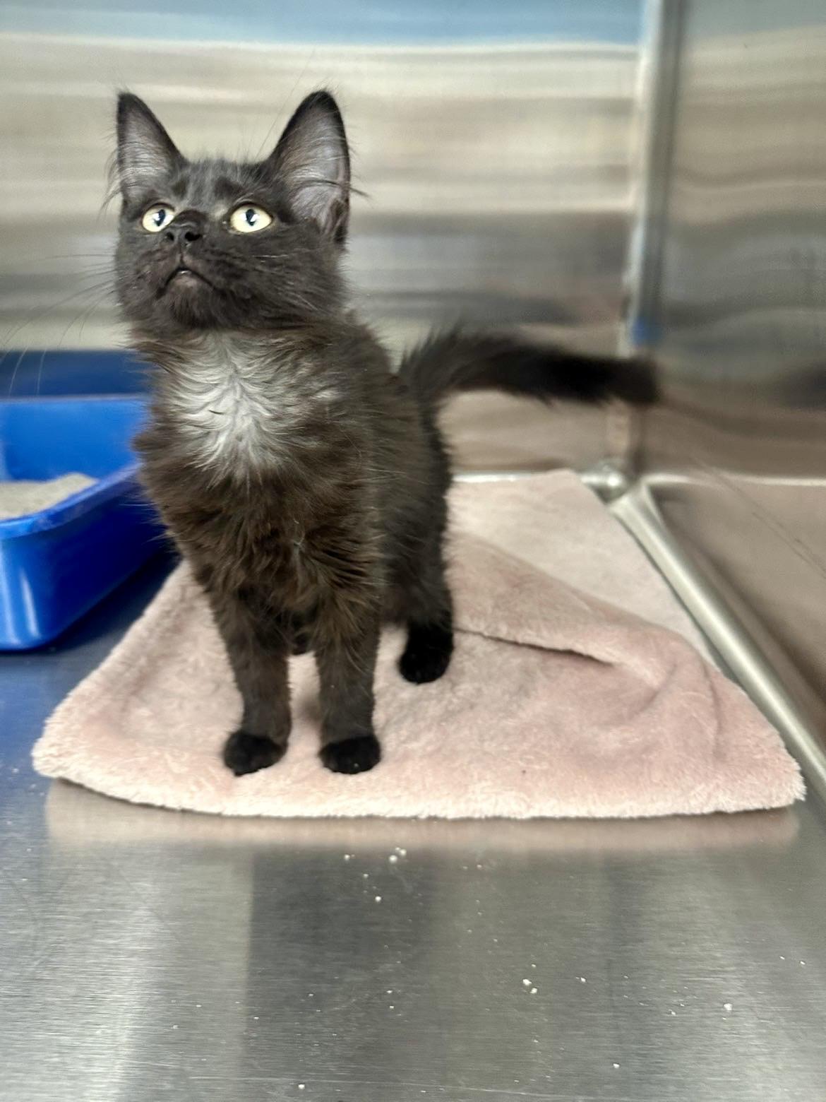 Enlarge Lotsie, a Adopted Domestic Short Hair in Cleveland, OH image 1/1
