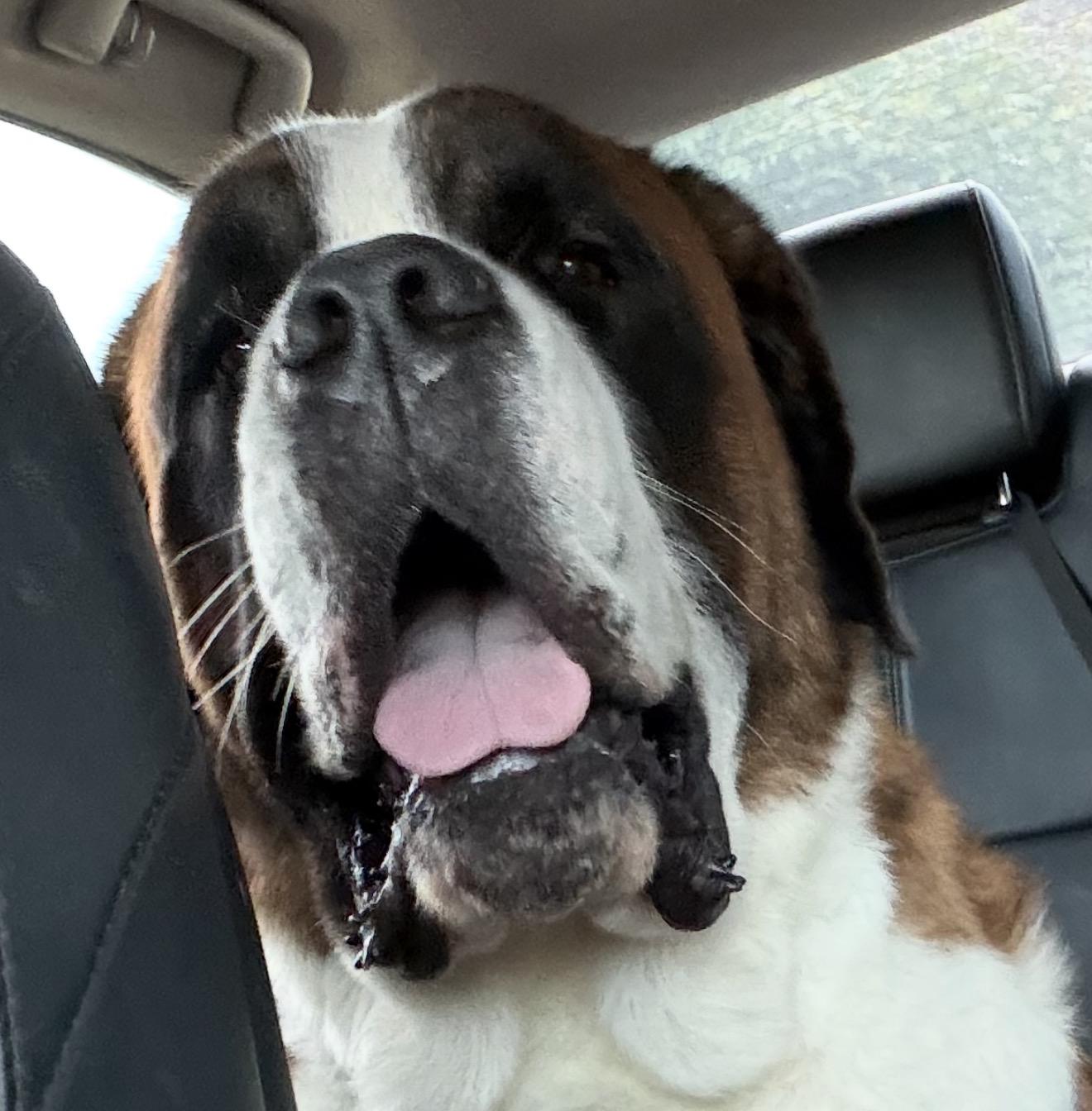 Enlarge Charlene, a Adoptable Saint Bernard in Hindsboro, IL image 1/1