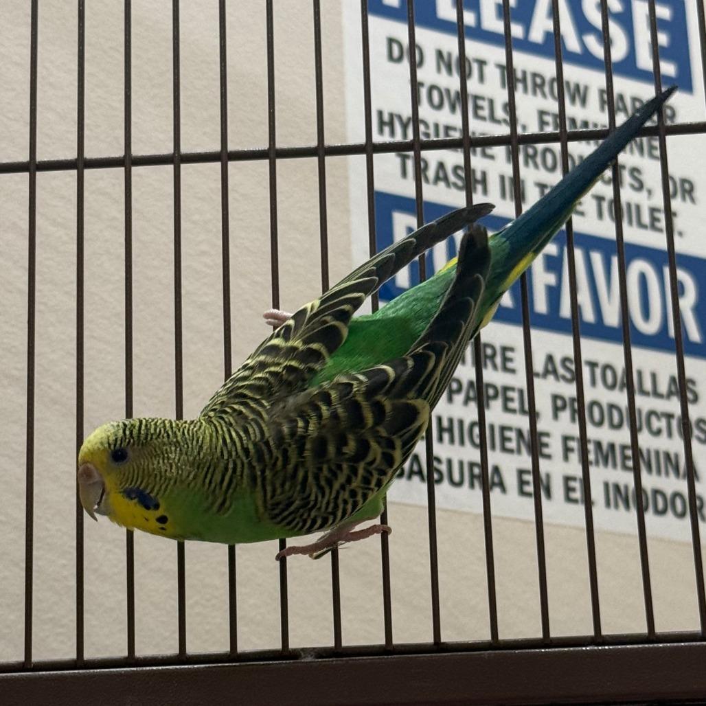 Goose Springstein w/Edgar Allan Crow-in foster, Adoptable, Young Female Parakeet (Other).