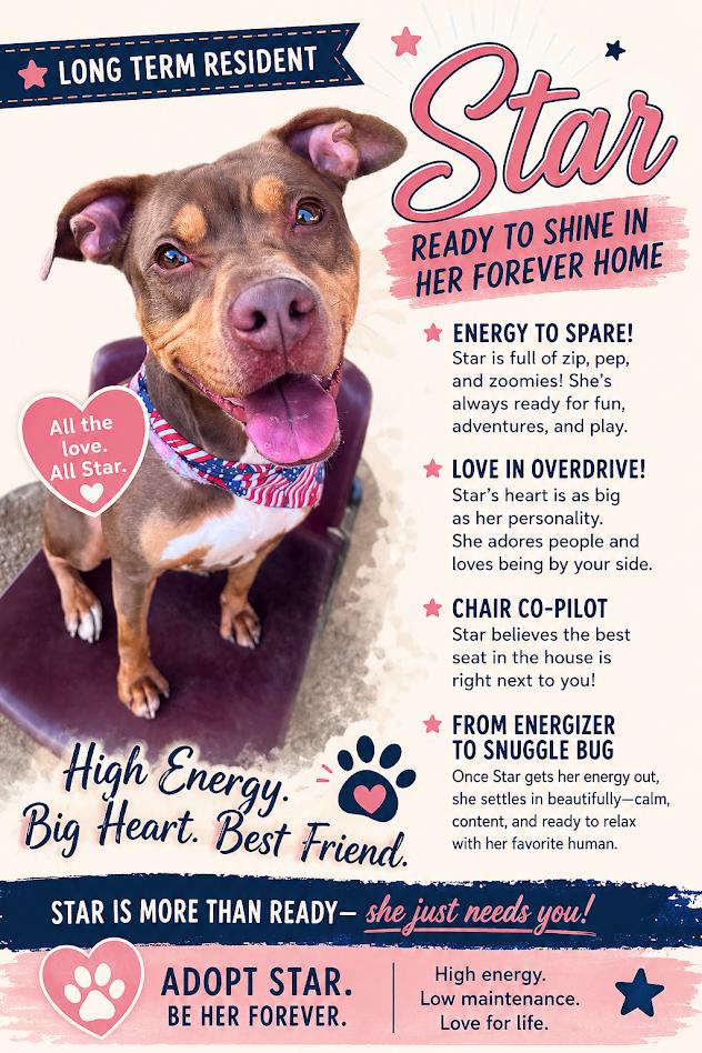 Star* A213852, Adoptable, Adult Female Pit Bull Terrier.
