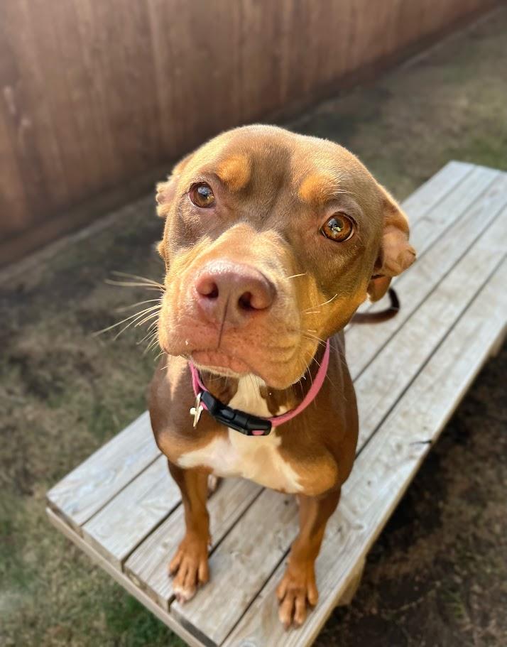 Enlarge Star* A213852, a Adoptable Pit Bull Terrier in Plano, TX image 4/6