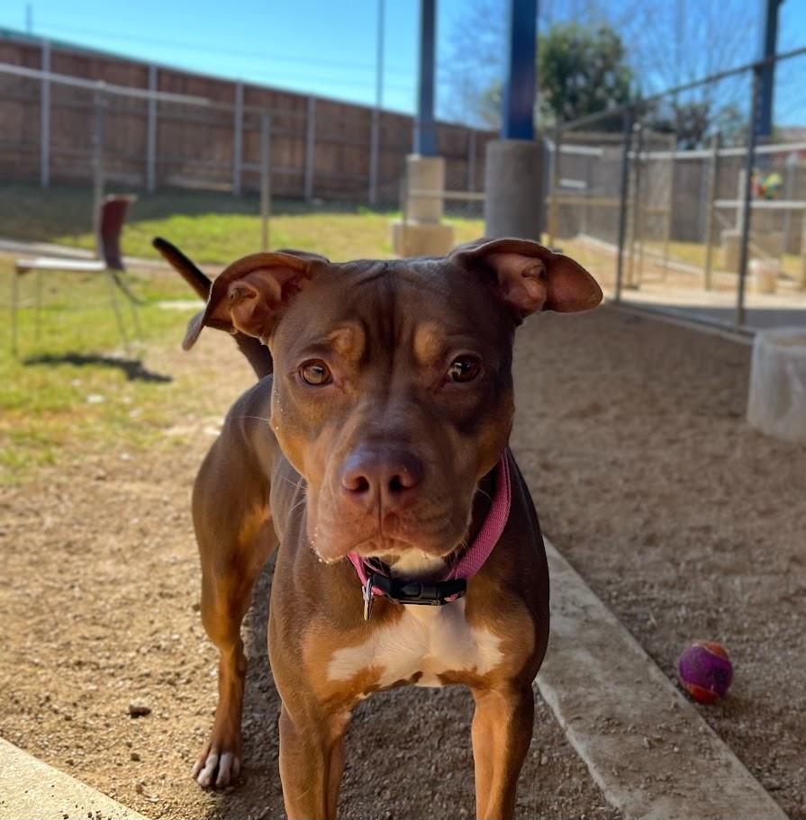 Enlarge Star* A213852, a Adoptable Pit Bull Terrier in Plano, TX image 6/6