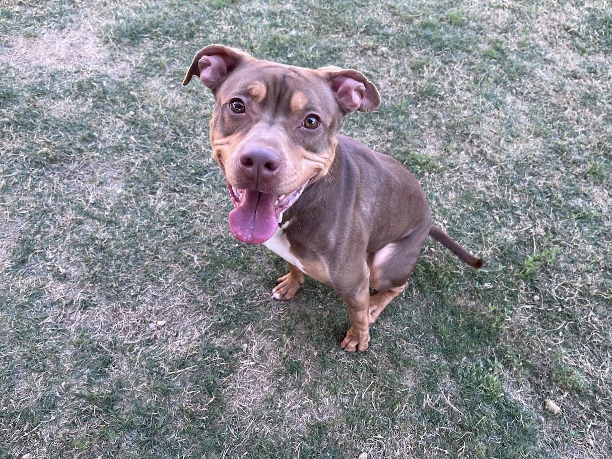 Enlarge Star* A213852, a Adoptable Pit Bull Terrier in Plano, TX image 5/5