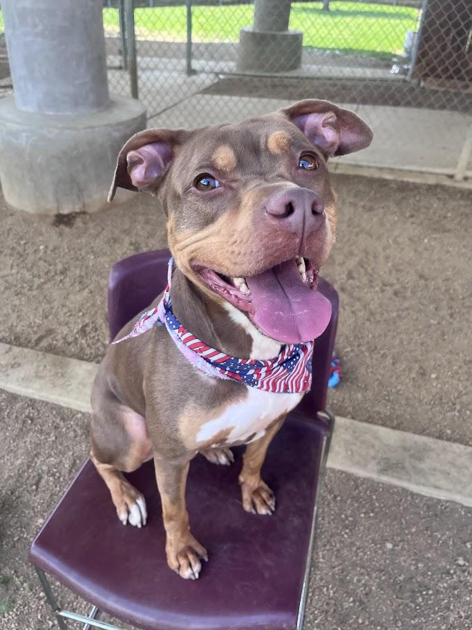 Star* A213852, a Adoptable Pit Bull Terrier in Plano, TX image 6/6