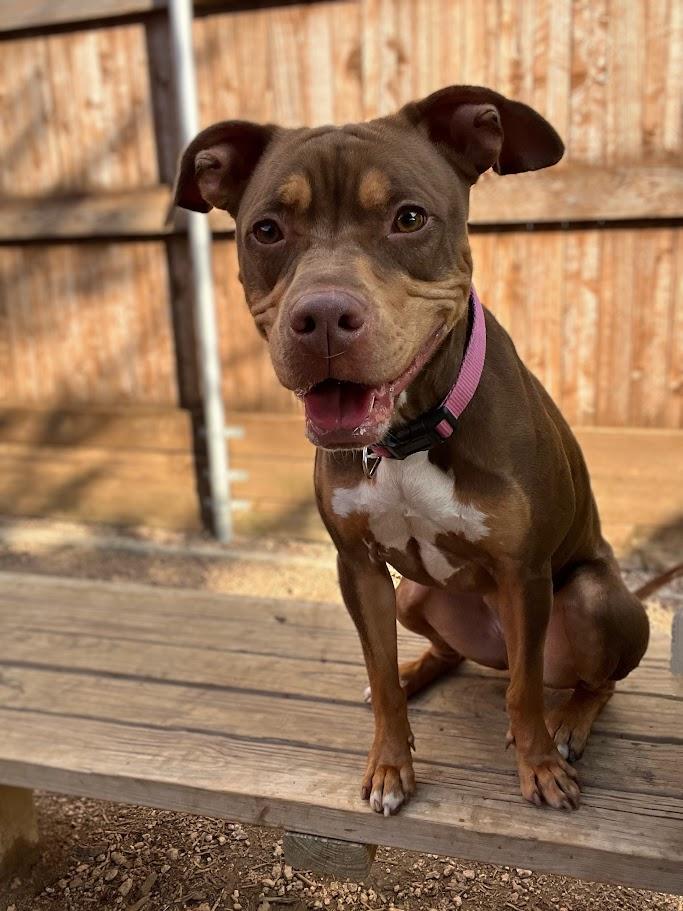 Enlarge Star* A213852, a Adoptable Pit Bull Terrier in Plano, TX image 2/6