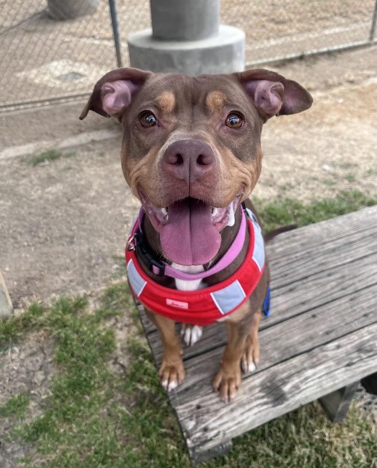 Enlarge Star* A213852, a Adoptable Pit Bull Terrier in Plano, TX image 1/6