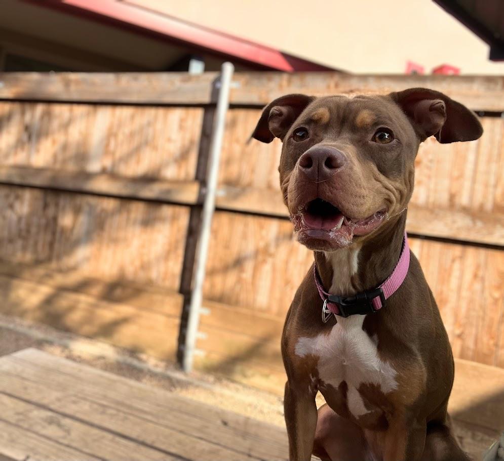 Enlarge Star* A213852, a Adoptable Pit Bull Terrier in Plano, TX image 1/6