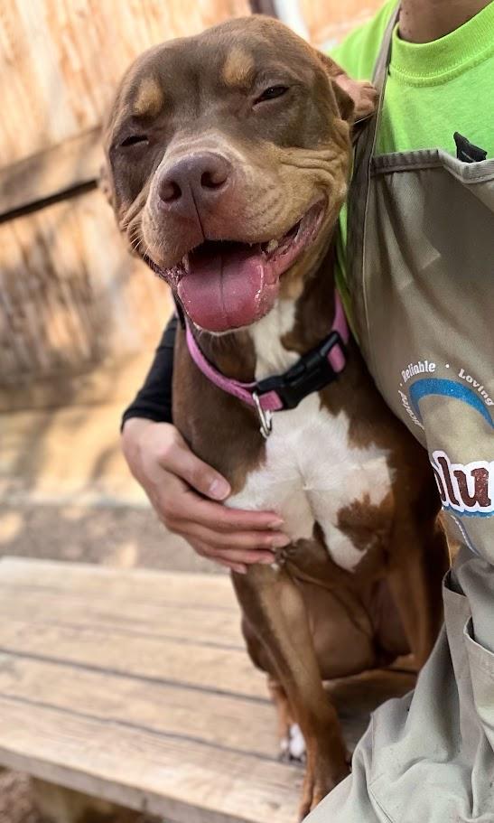 Enlarge Star* A213852, a Adoptable Pit Bull Terrier in Plano, TX image 3/6