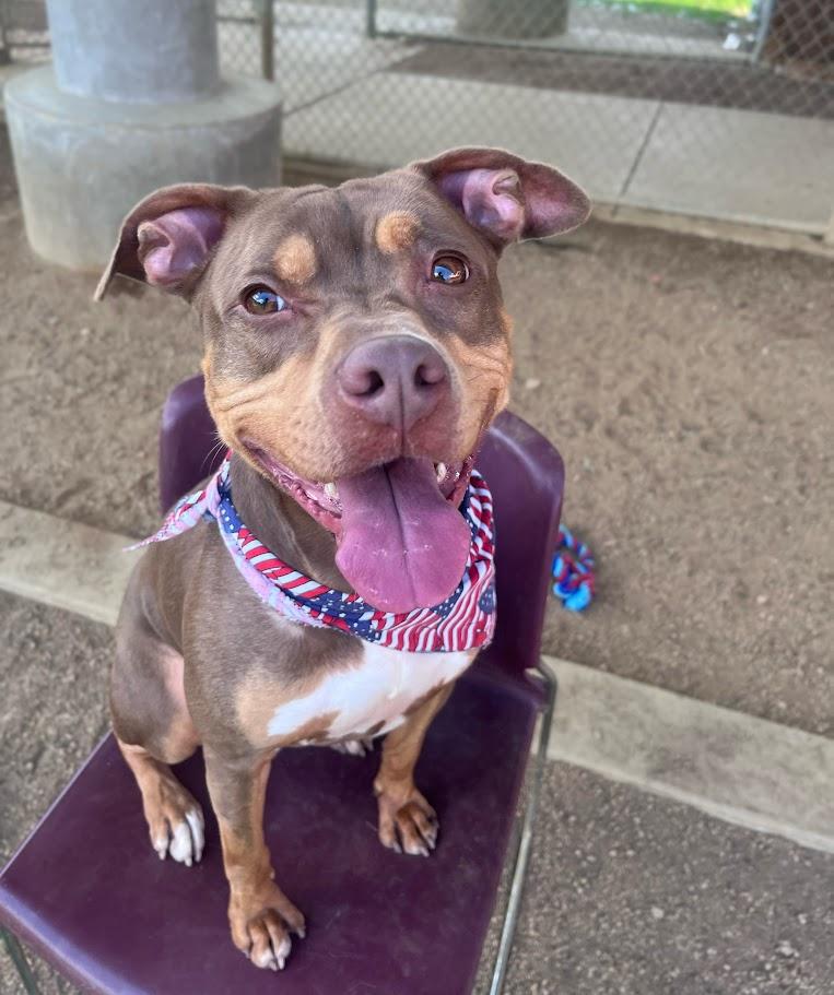 Star* A213852, Adoptable, Adult Female Pit Bull Terrier.