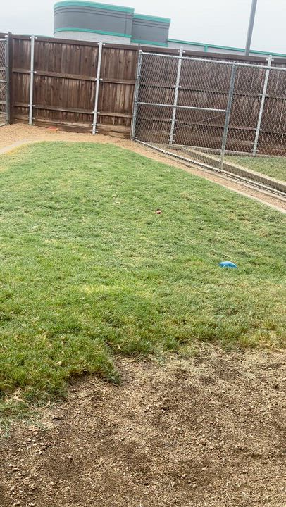 Enlarge Star* A213852, a Adoptable Pit Bull Terrier in Plano, TX video 2/6