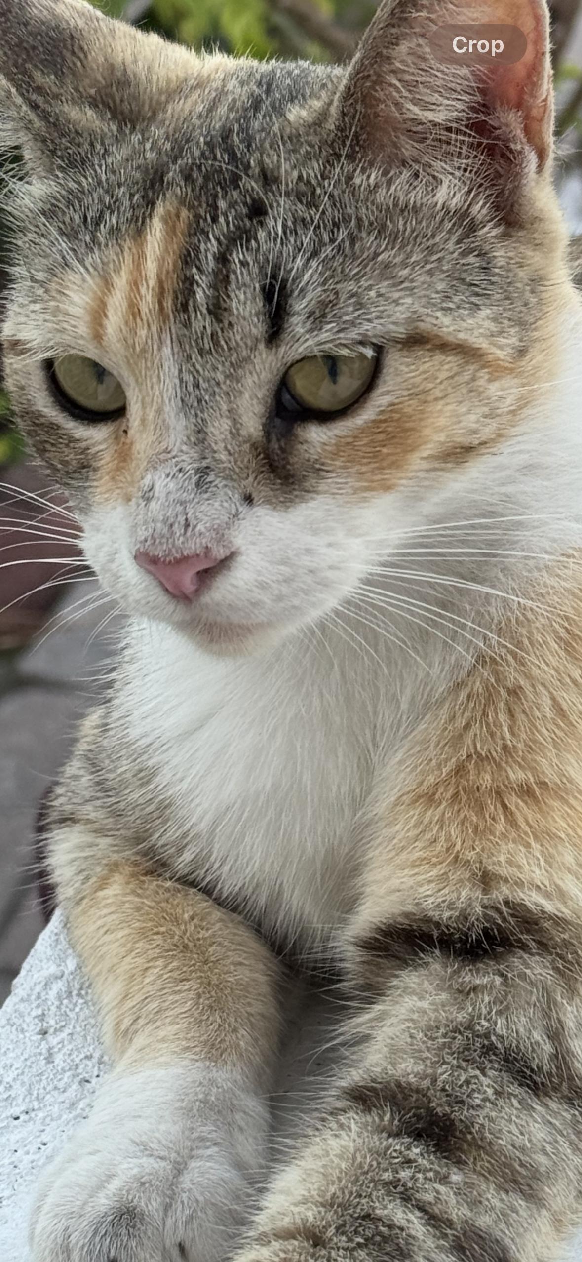 Ginger, Adoptable, Adult Female Domestic Short Hair.