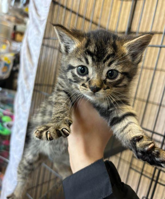 Tom, Adopted, Young Male Domestic Short Hair.