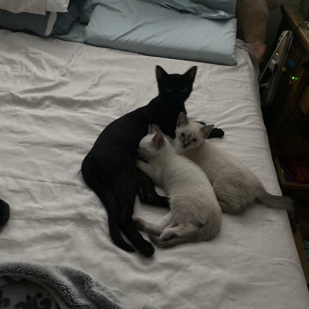 Ronnie, a Adoptable Domestic Short Hair in New Orleans, LA image 4/6