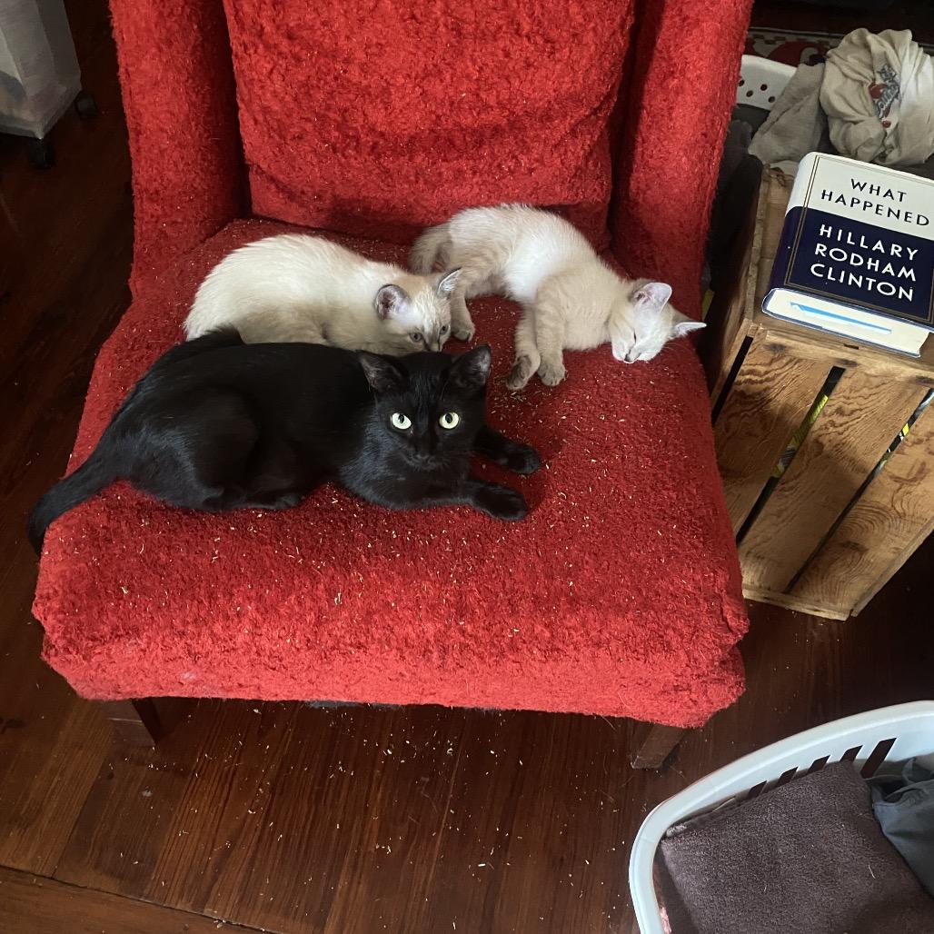 Ronnie, a Adoptable Domestic Short Hair in New Orleans, LA image 6/6