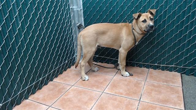 Enlarge TIMMY, a Adoptable mixed breed in Downey, CA image 1/1
