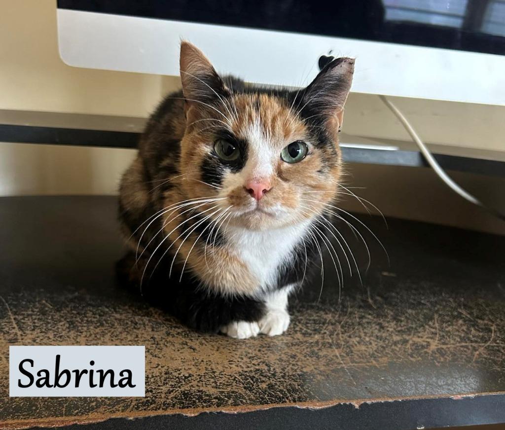 Sabrina, Adopted, Young Female Domestic Short Hair.