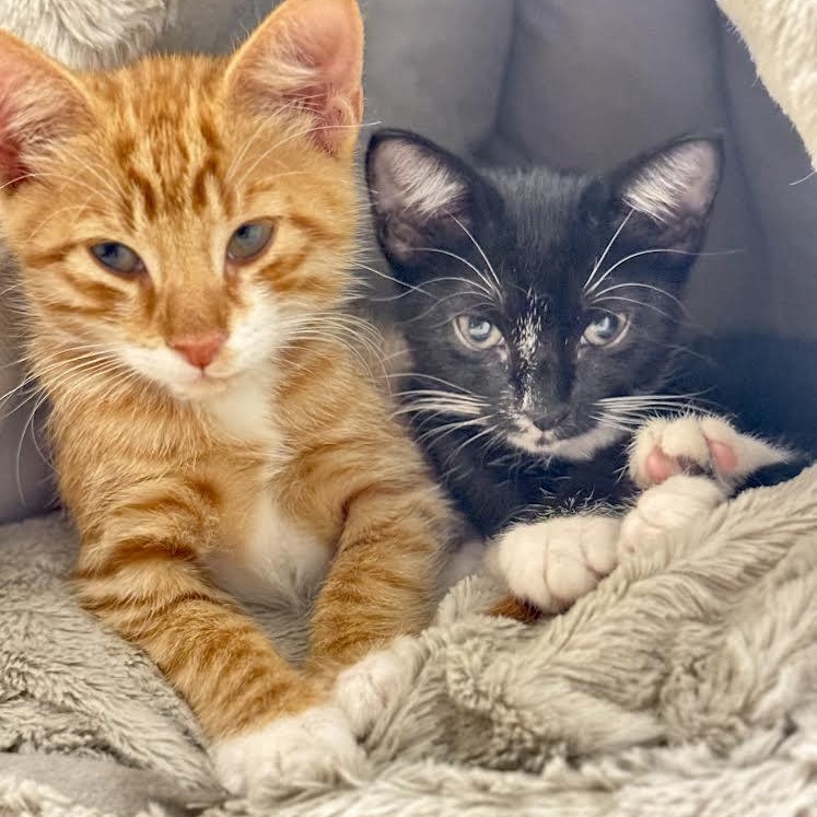 Enlarge Azula and Akimi, an adopted Domestic Short Hair in Boston, MA image 1/5