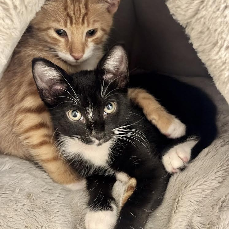 Enlarge Azula and Akimi, an adopted Domestic Short Hair in Boston, MA image 2/5