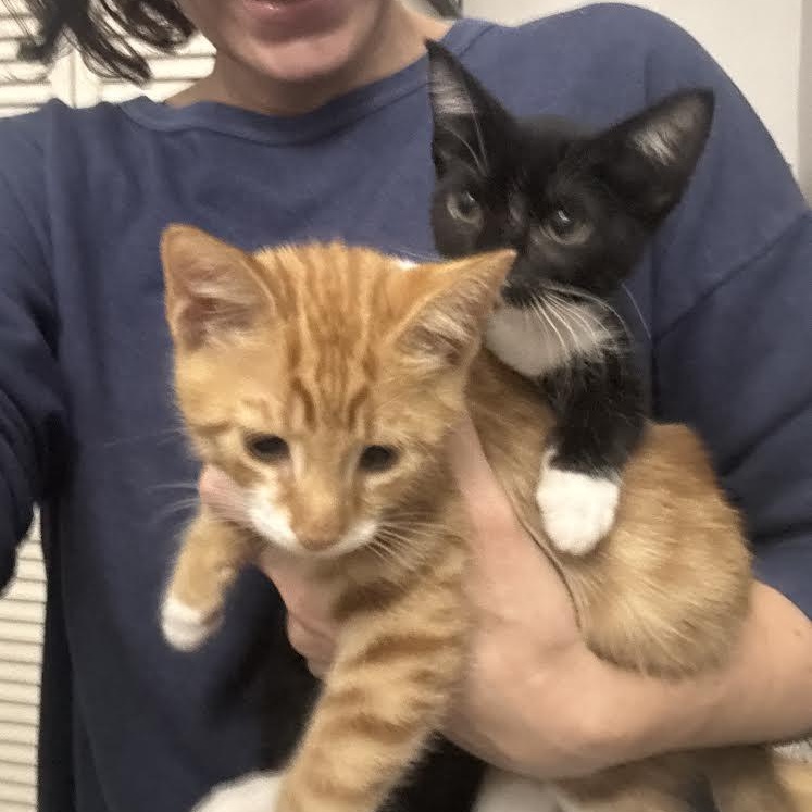 Enlarge Azula and Akimi, an adopted Domestic Short Hair in Boston, MA image 5/5