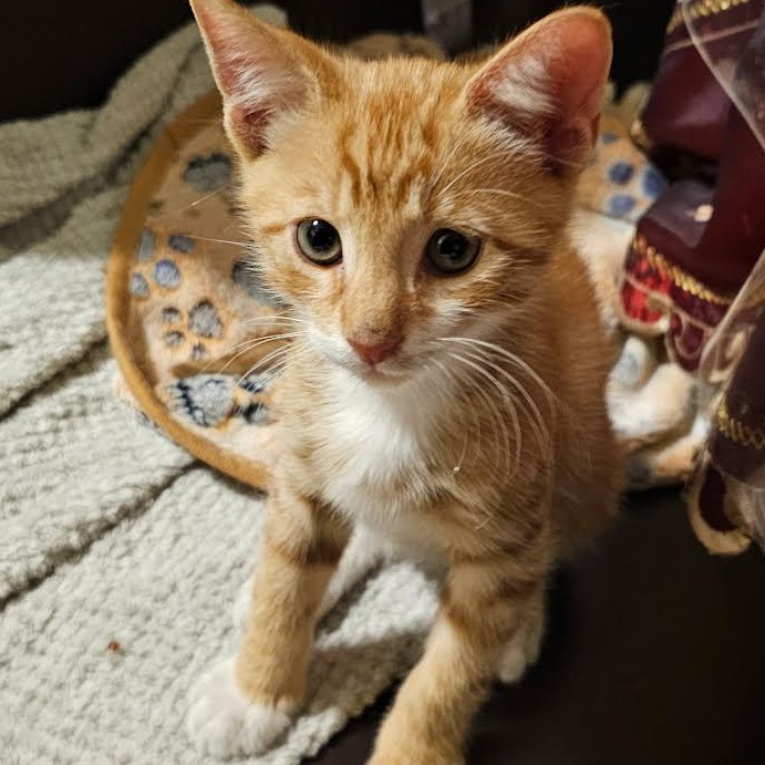 Enlarge Azula and Akimi, an adopted Domestic Short Hair in Boston, MA image 4/5