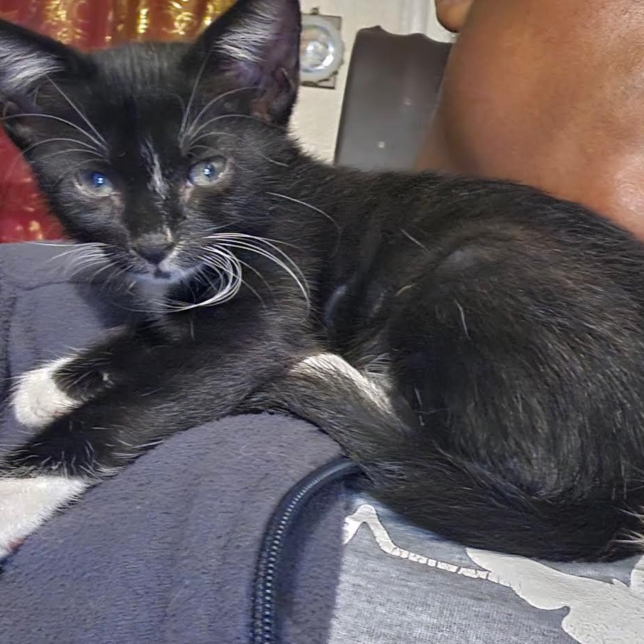 Azula and Akimi, adopted, Kitten Female Domestic Short Hair.