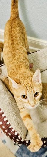 Abilene, ADOPTABLE, Adult Female Domestic Short Hair.