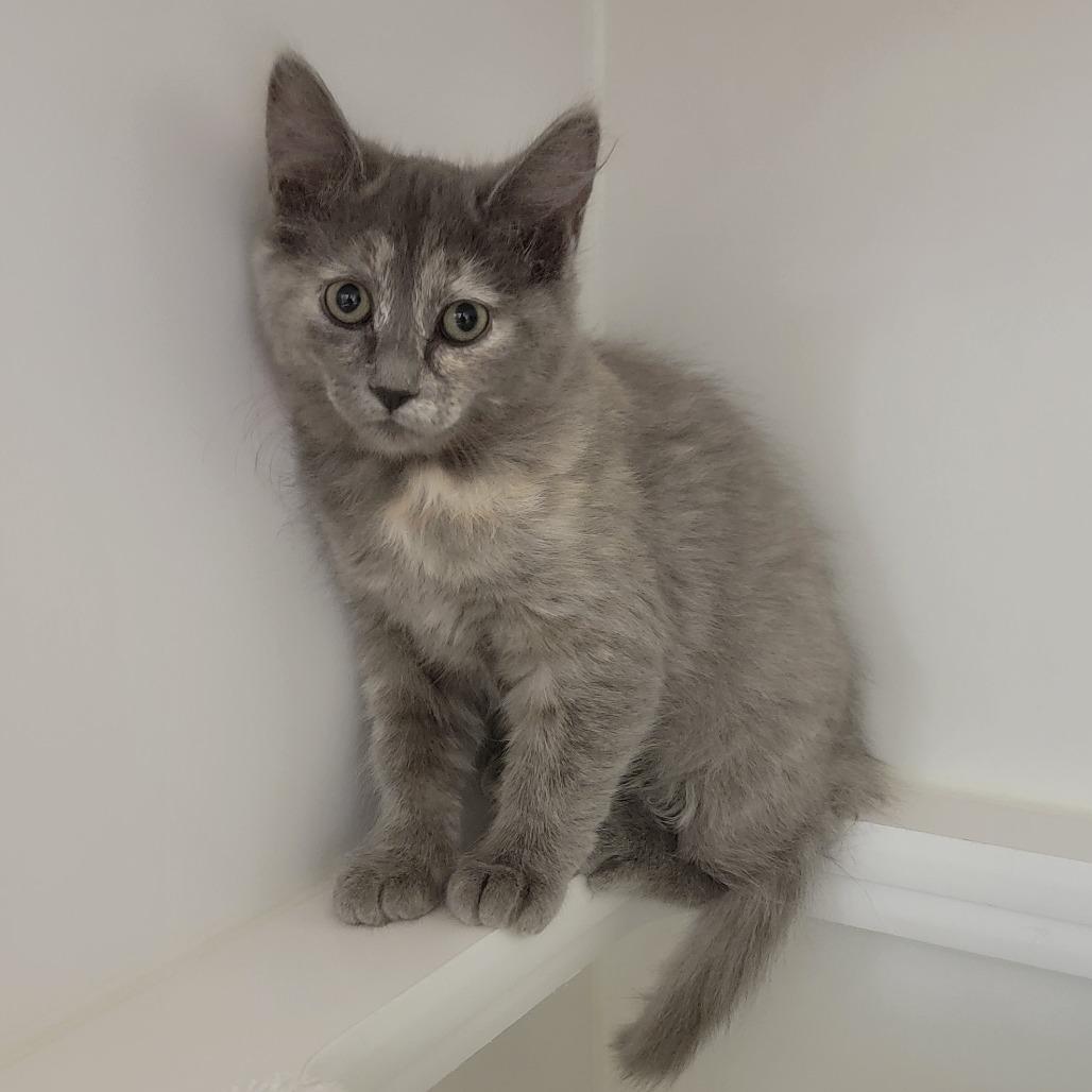 Speck, Adoptable, Kitten Female Domestic Medium Hair.