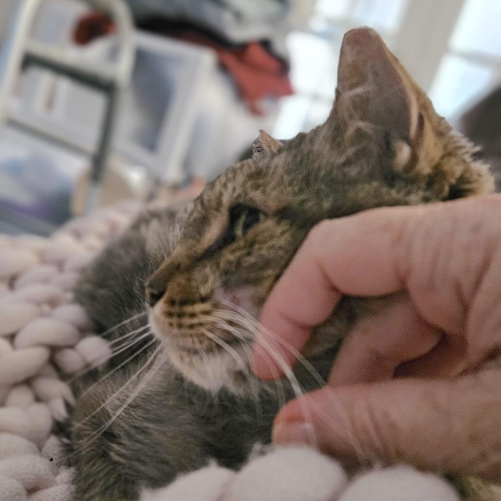 Enlarge Rosemary, a Adoptable Domestic Medium Hair in Philadelphia, PA image 1/6