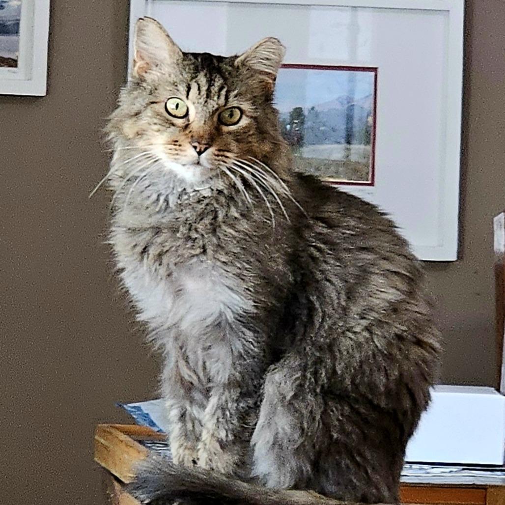 Enlarge Rosemary, a Adoptable Domestic Medium Hair in Philadelphia, PA image 2/6