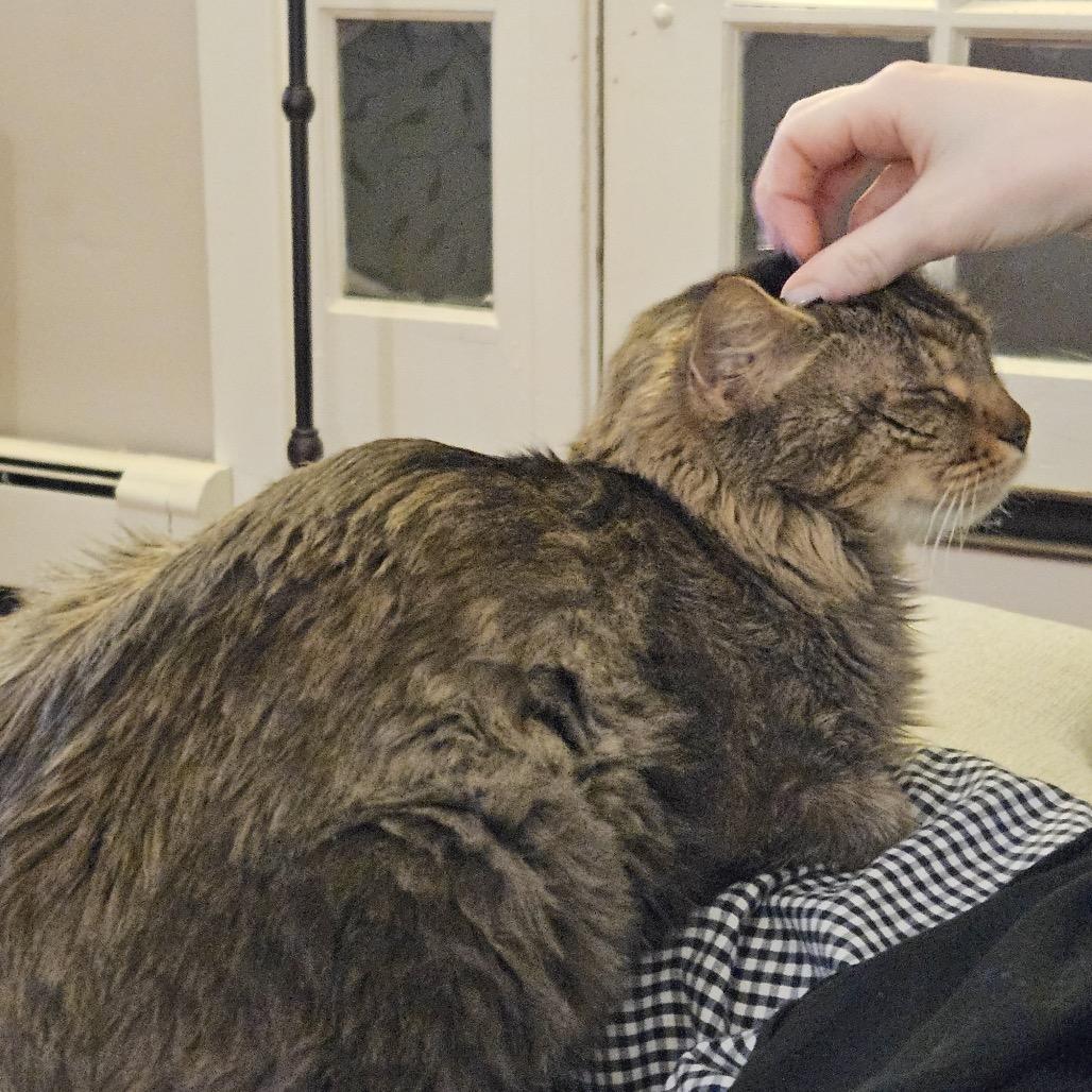 Rosemary — thumbnail 2