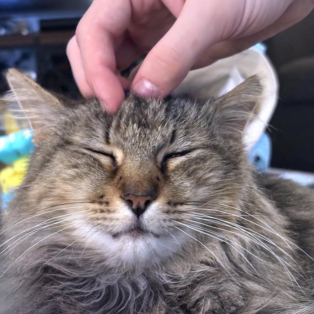 Enlarge Rosemary, a Adoptable Domestic Medium Hair in Philadelphia, PA image 3/6