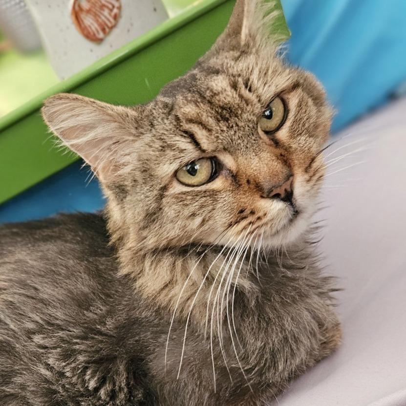 Rosemary — thumbnail 4