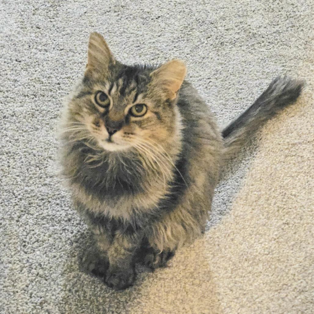 Enlarge Rosemary, a Adoptable Domestic Medium Hair in Philadelphia, PA image 4/6