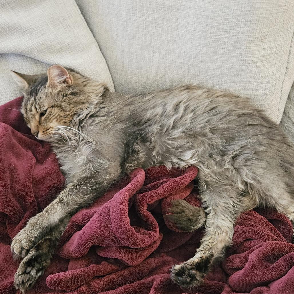 Enlarge Rosemary, a Adoptable Domestic Medium Hair in Philadelphia, PA image 5/6