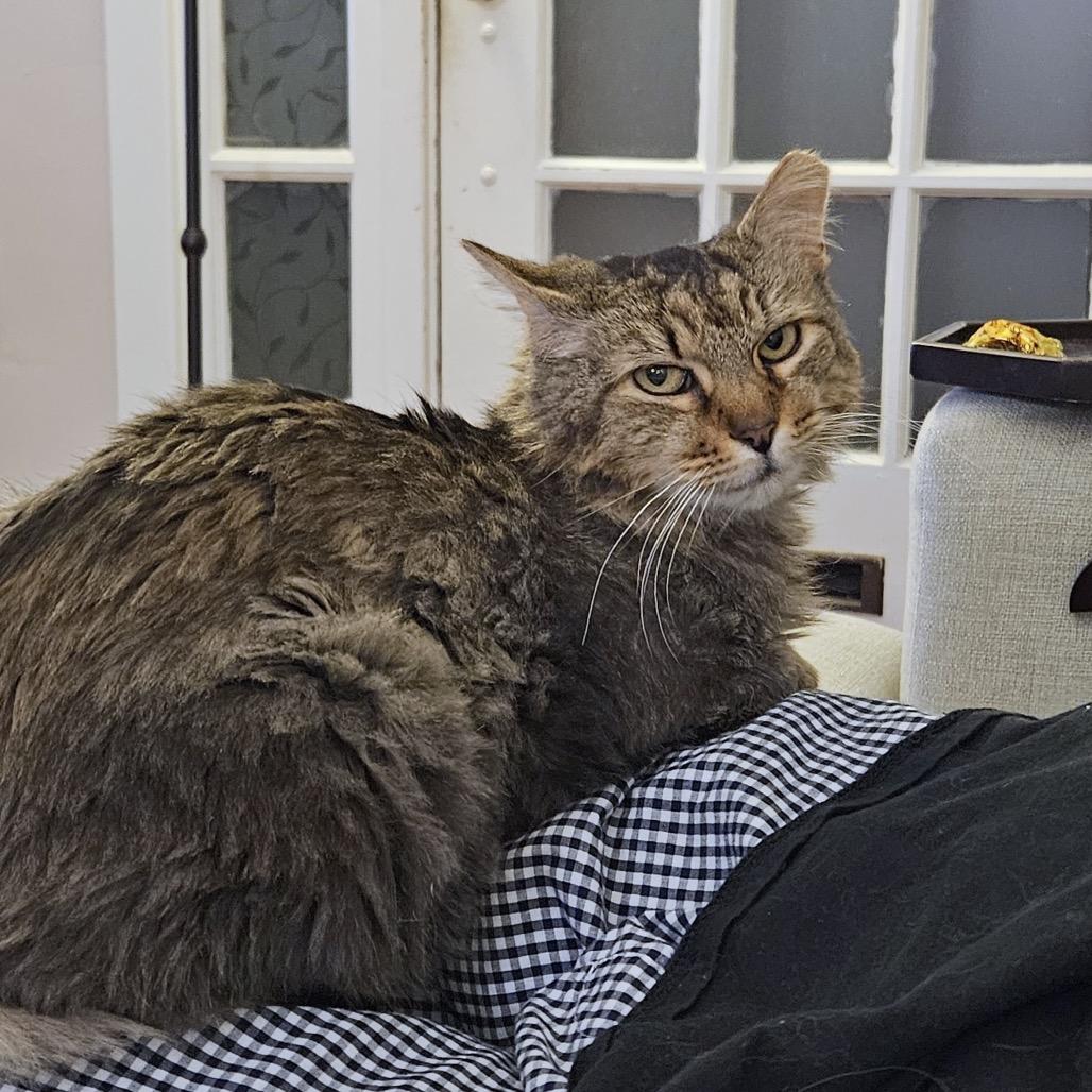 Enlarge Rosemary, a Adoptable Domestic Medium Hair in Philadelphia, PA image 6/6