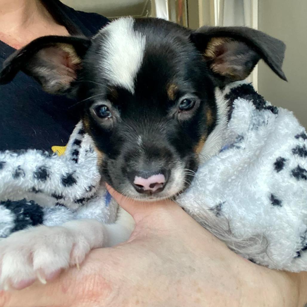 Enlarge Barron, a Adoptable mixed breed in Alma, WI image 1/6