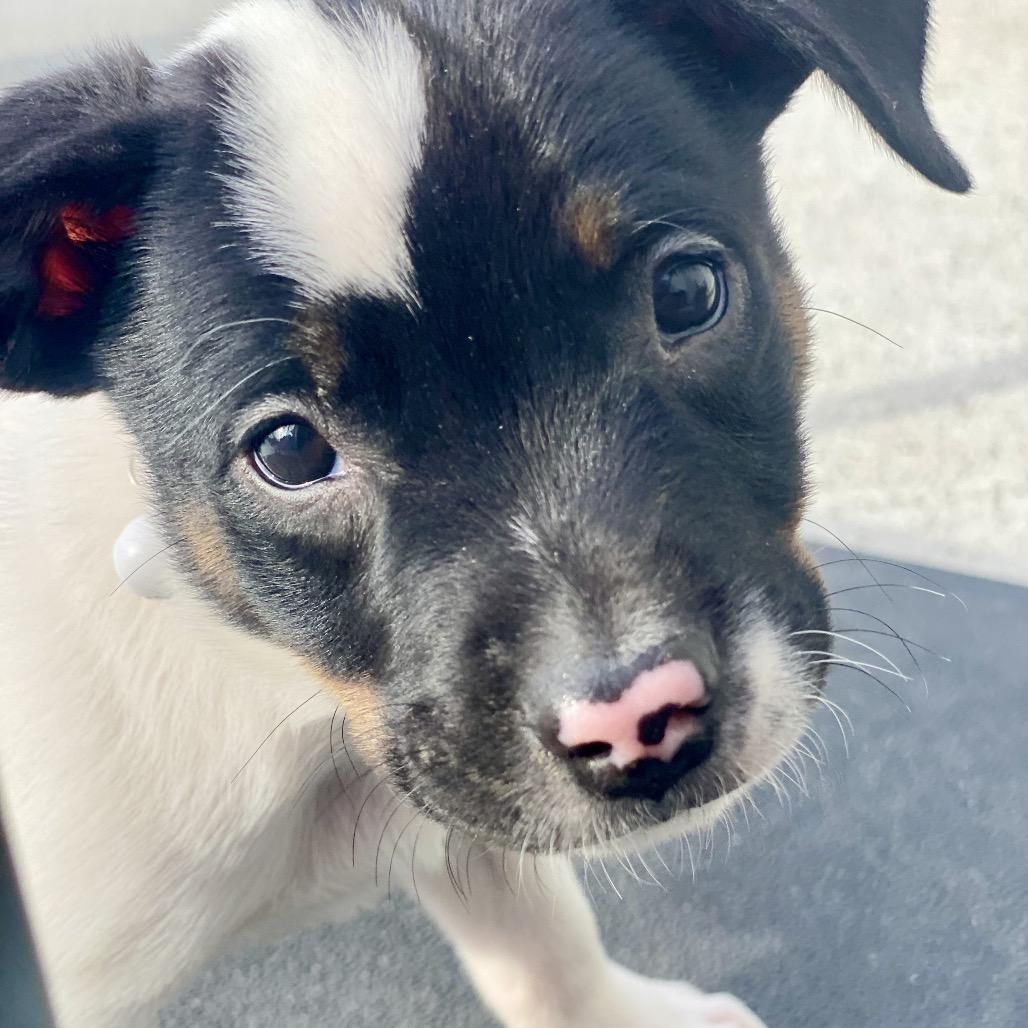 Enlarge Barron, a Adoptable mixed breed in Alma, WI image 2/6
