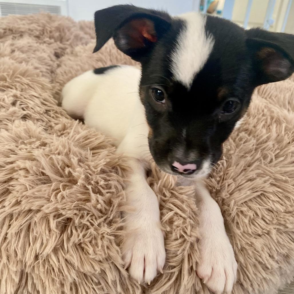 Enlarge Barron, a Adoptable mixed breed in Alma, WI image 3/6
