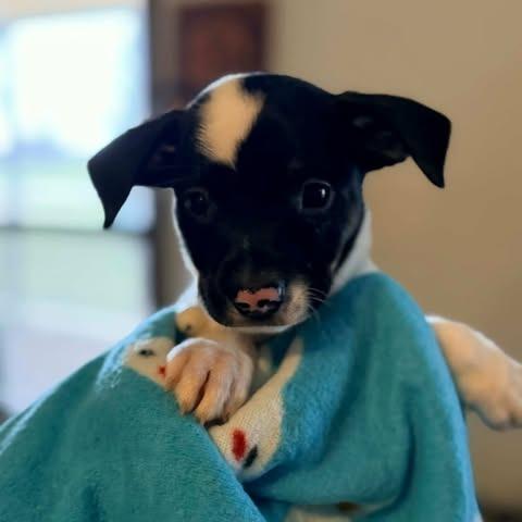 Enlarge Barron, a Adoptable mixed breed in Alma, WI image 4/6
