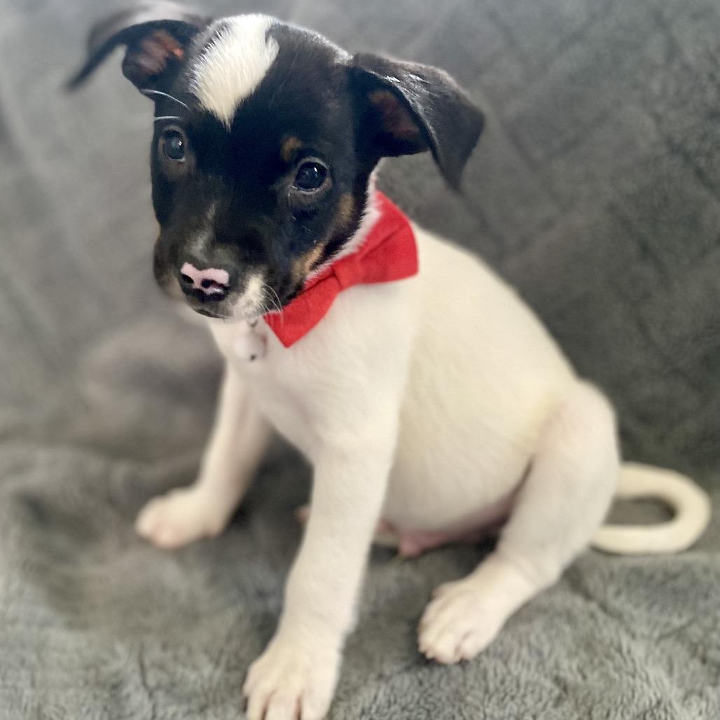 Enlarge Barron, a Adoptable mixed breed in Alma, WI image 5/6