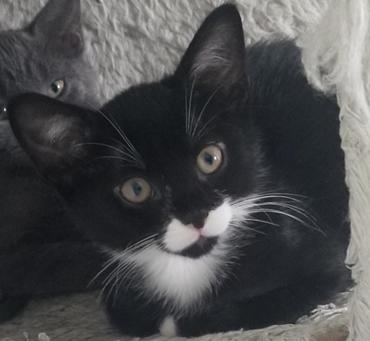 Buttons, Baby Male Domestic Short Hair