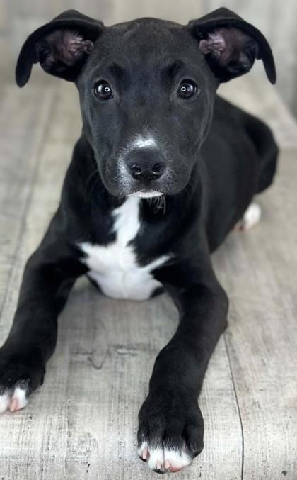 Quigley, Adoptable, Adult Male Labrador Retriever & Terrier.
