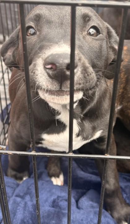 Enlarge Quigley, a Adoptable mixed breed in Shreveport, LA image 2/2