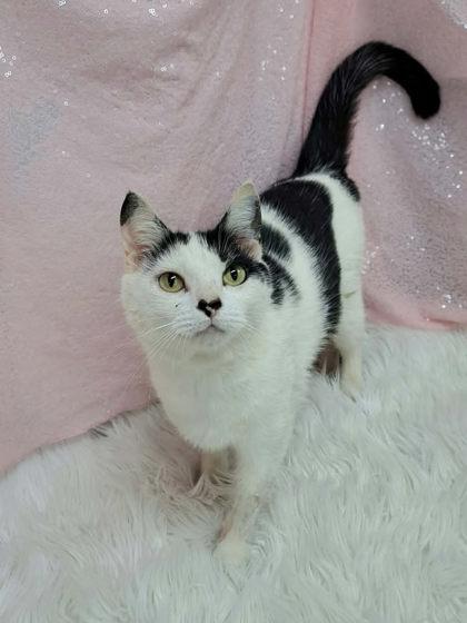 Rosalie (Bio ✅), Adoptable, Young Female Domestic Short Hair.