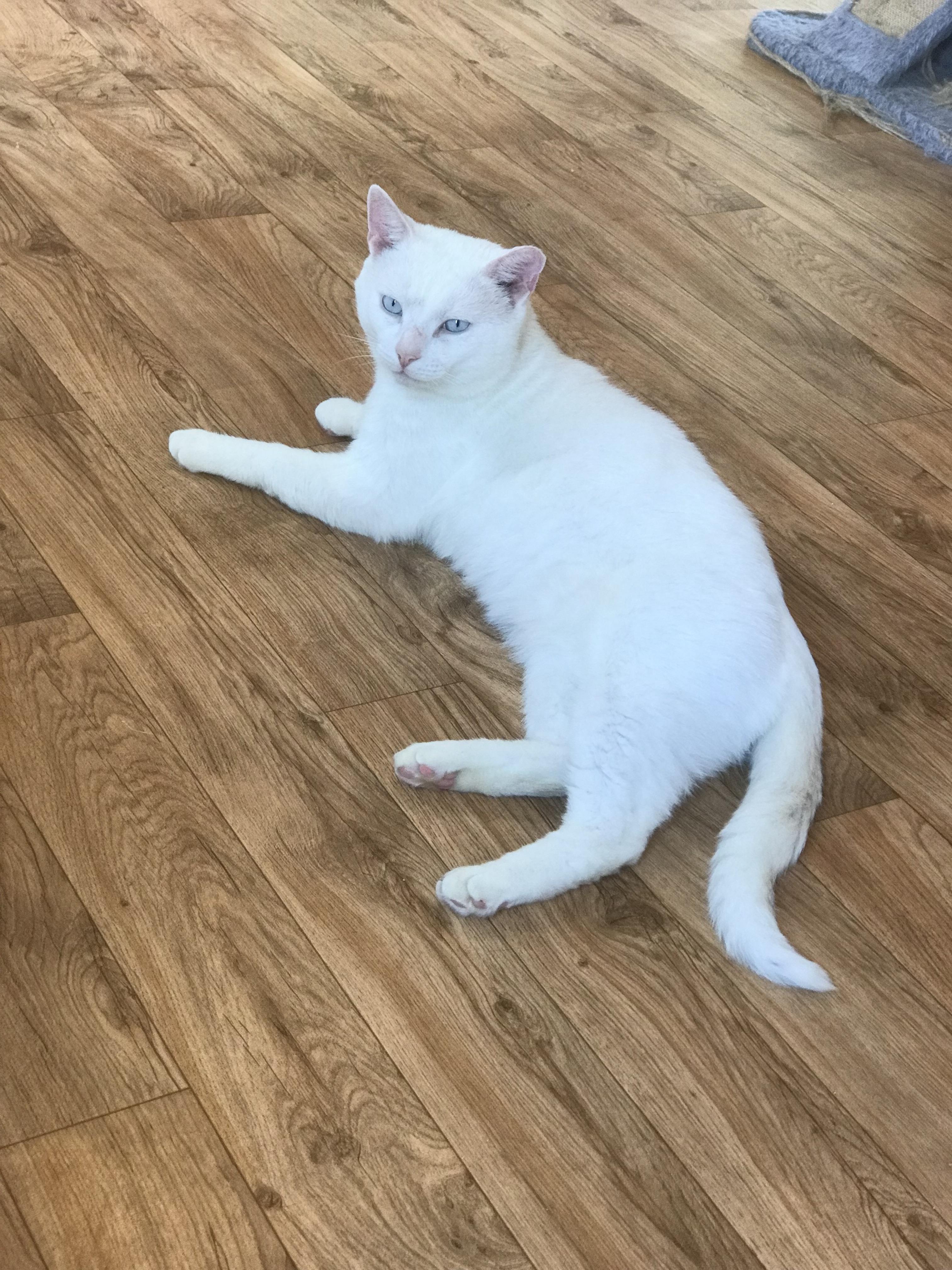 Casper, Adoptable, Adult Male Domestic Short Hair.